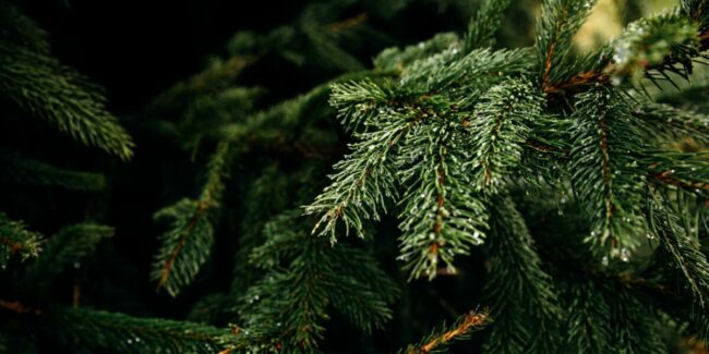 Christbaum Tannenbaum