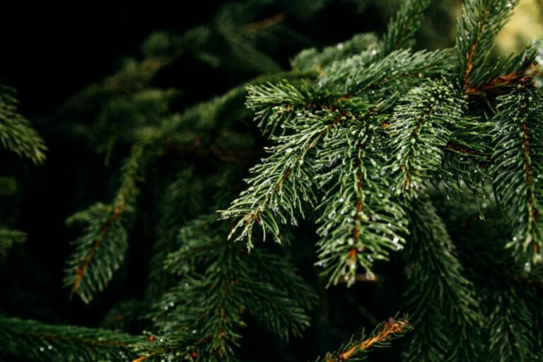 Christbaum Tannenbaum