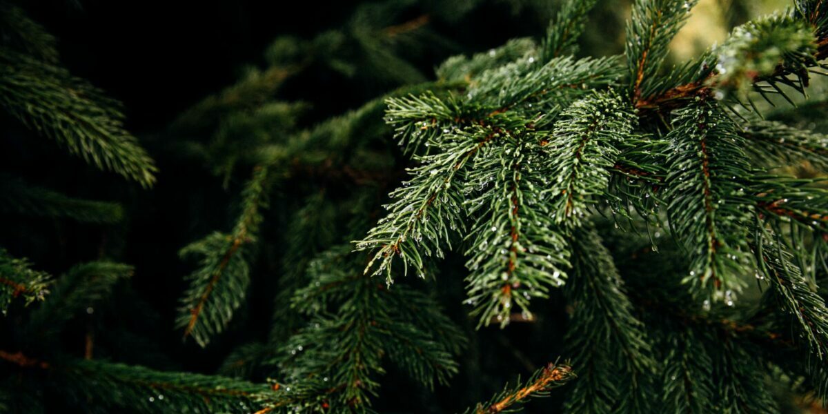 Christbaum Tannenbaum